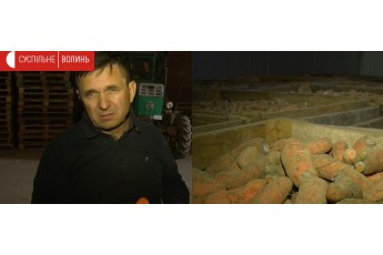 Волинський фермер через карантин утилізував 20 тонн овочів (відео)
