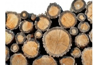 На Волині з лісництв викрали деревину