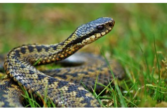 Людей не бояться: на Волині активізувалися отруйні змії (фото)