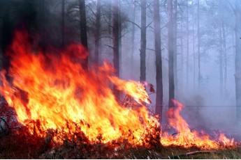 У лісництві волинянин спричинив масштабну пожежу: вигоріло більше гектара лісу