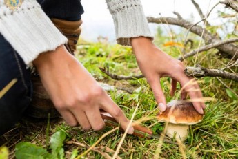 На Волині зафіксували важке отруєння грибами