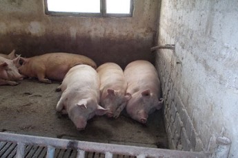У районі на Волині через невідому хворобу масово дохнуть свині