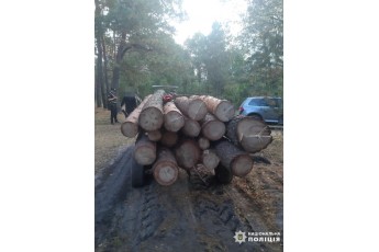 На Волині чоловіки, незаконно рубаючи ліс, завдали збитків на 45 тисяч гривень