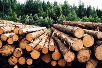 Волинських лісівників підозрюють у службовій недбалості, якою завдали збитків на понад 17 млн гривень