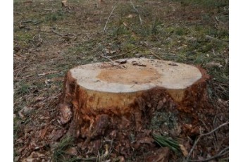 На Волині у лісгоспі виявили незаконну рубку дерев (фото)