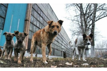 На Волині невідомі отруїли вуличних псів (фото)
