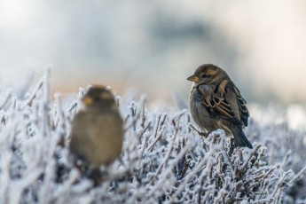 На заході місцями туман: в Україні у більшості областей буде сухо, але морозно