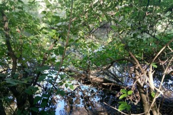 У Луцьку виділять кошти на розчищення річок від повалених дерев