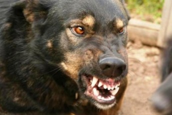 На Волині агресивні пси нападають на людей, троє осіб – у лікарні