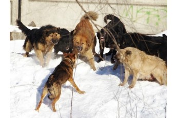 У місті на Волині зграя агресивних бродячих собак нападає на людей