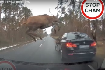 Стадо оленів перестрибнуло через BMW прямо посеред траси (курйозне відео)