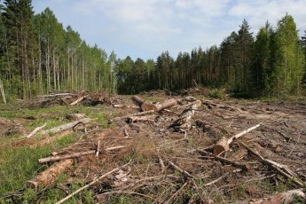 На Волині працівник військового лісгоспу завдав державі збитків у понад мільйон гривень