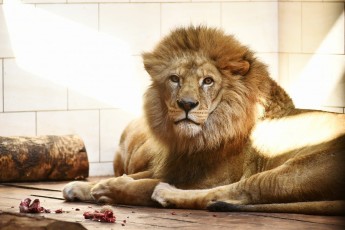 У Луцькому зоопарку помер найбільший лев (фото)