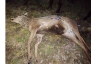 На Волині браконьєри застрелили оленя (фото 18+)