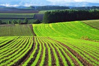 В Україні зможуть конфісковувати земельні ділянки