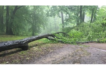 Під час буревію у Львові дерево впало на молоду пару