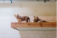 У Луцький зоопарк привезли двох левенят (фото)