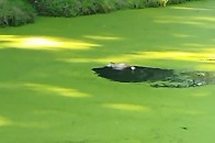 У луцькому парку невідомий забив камінням качку (відео)
