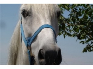 Одеський іподром буде протестувати 