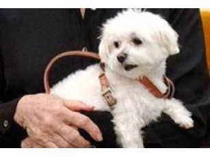 Навіщо собаці мільйони?