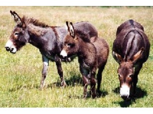 Музей віслюків відкриють у Криму