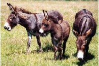 Музей віслюків відкриють у Криму