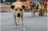 В Макіївці побудують притулок для собак 