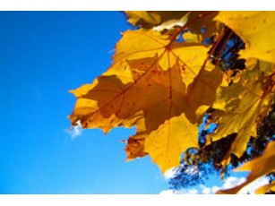 Насолоджуємося осінню. Вихідні будуть досить теплими 