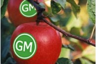 Які продукти будуть перевіряти на вміст ГМО?