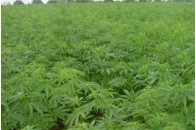 У Каліфорнії відбулася виставка марихуани