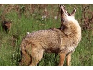 Губернатор штату Техас на пробіжці вбив койота