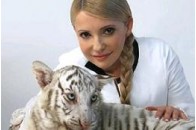 Шанувальникам ТигрЮлі погрожують прокуратурою