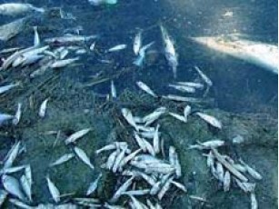 Аномальна спека стала причиною масового замору риби