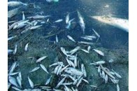 Аномальна спека стала причиною масового замору риби