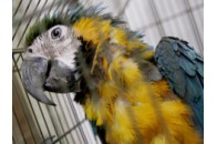 У Великобританії папуга вигнав злодіїв із зоомагазину