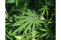 У Києві в двох недобудованих будинках вирощували плантацію коноплі