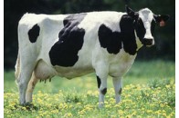 Канадці розповіли українським молочникам, як збільшити продуктивність корів