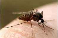 Комарів почали знищувати генетичними методами 