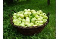 Яблука і яблучний сік покращують пам\'ять