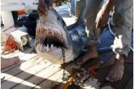 Постраждалі від нападів акули туристи розповіли подробиці трагедії