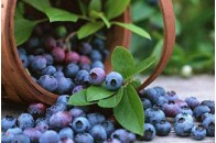 Чорниця покращує пам`ять 