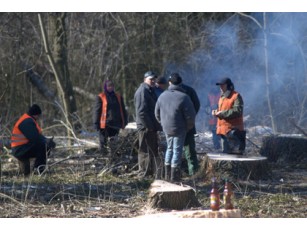 В центральному парку рубають дерева. За собою залишають випалену землю