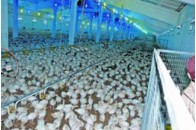 Ізраїльтяни хочуть інвестувати в українських індиків та дороги 