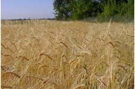 Українські аграрії просять ЄС не знищувати наше сільське господарство