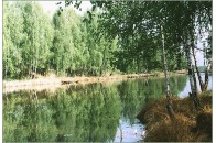 Українські художники відтворили природу Полісся