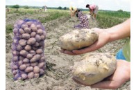 Урожай картоплі на Волині б’є рекорди