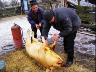 Українцям заборонять самостійно різати поросят