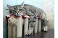На виконкомі Луцької міськради поговорять про підготовку до зими