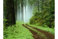 Український ліс дозволять рубати іноземцям
