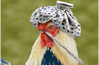 Харків’яни купили Володимир-Волинську птахофабрику